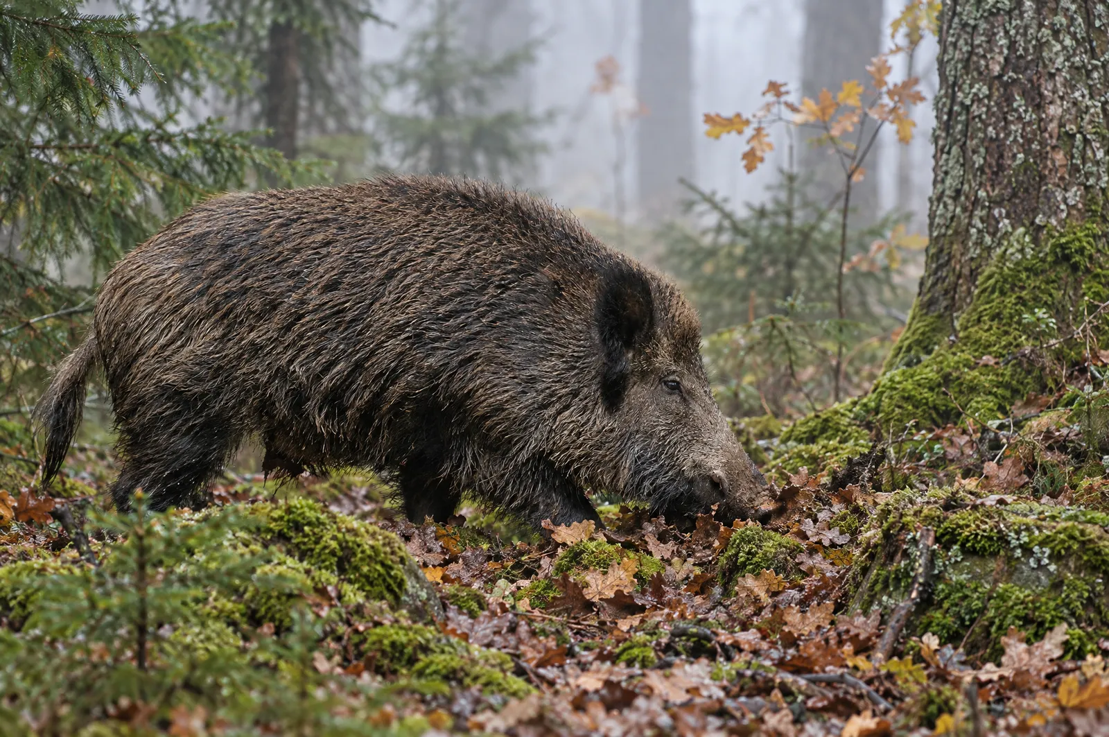 Vildsvin i blandskog