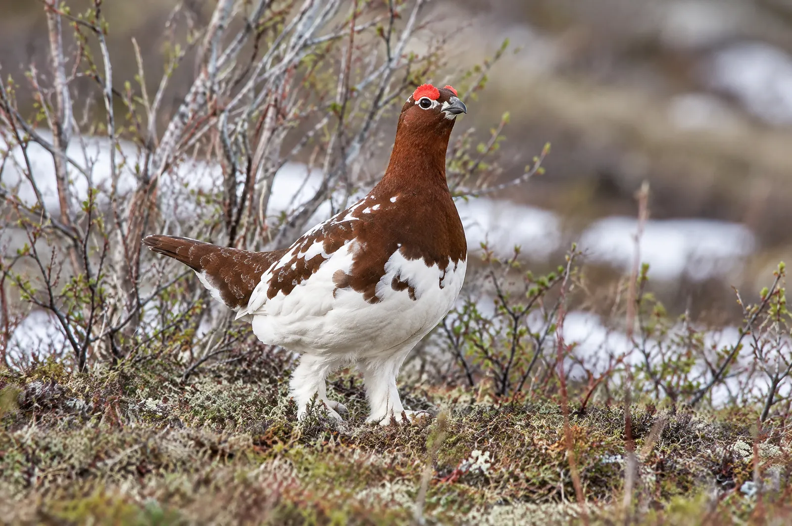 Dalripetupp i vårdräkt med brunrött huvud och bröst och vita vingar bland fjällbjörkar med snöfläckar