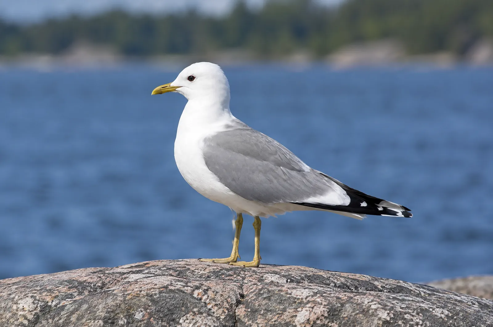 Vuxen fiskmås i sommardräkt med gulgrön näbb och gulgröna ben på en klippa vid en sjö