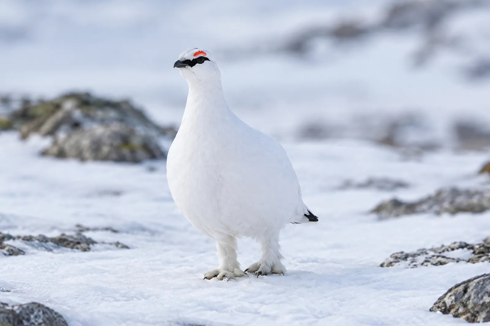 Fjällripetupp i vit vinterdräkt med svart tygel mellan näbb och öga, på snö bland stenar på kalfjället