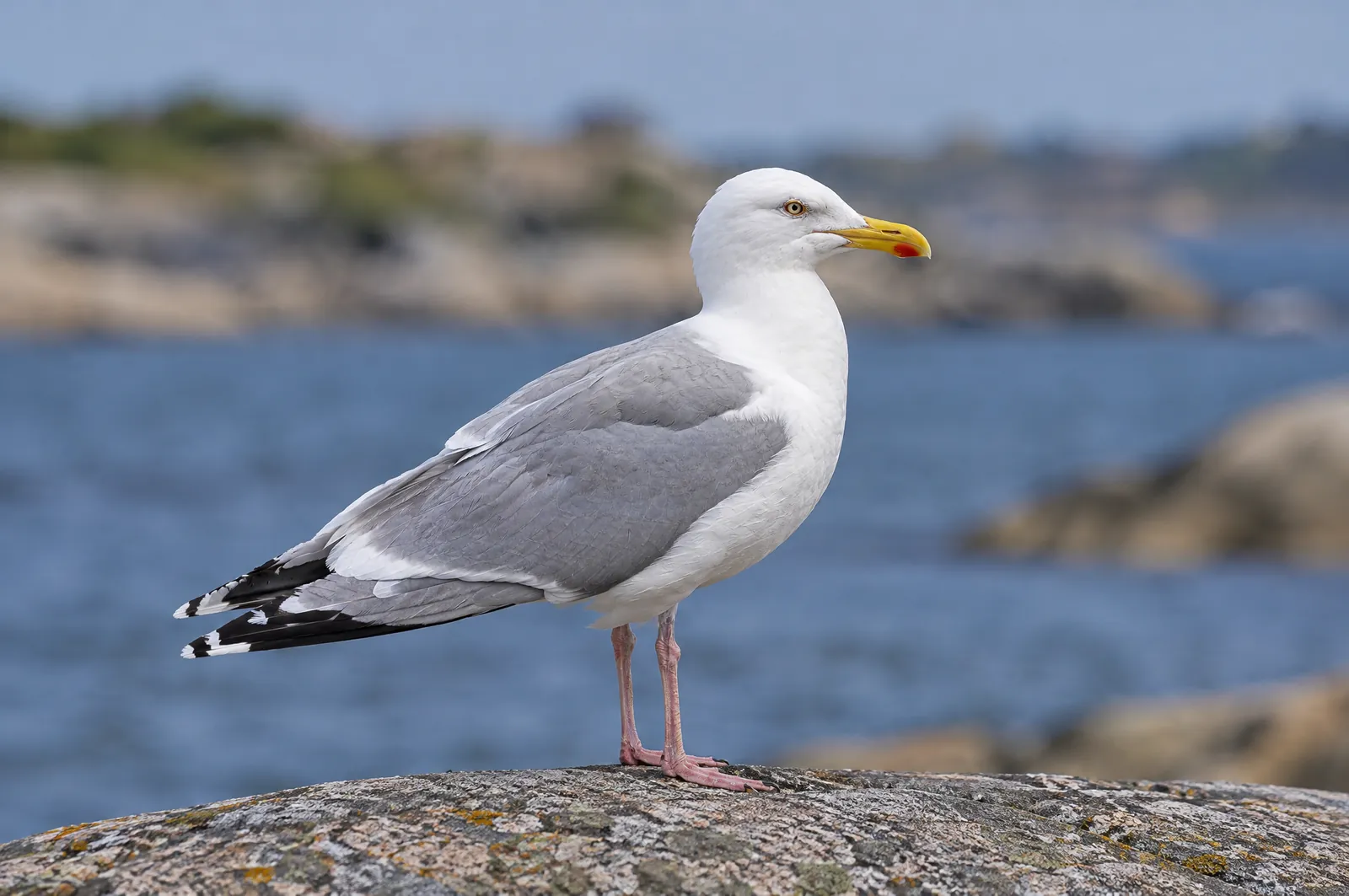 Vuxen gråtrut i sommardräkt med röd fläck på näbben och skära ben på en klippa i skärgården