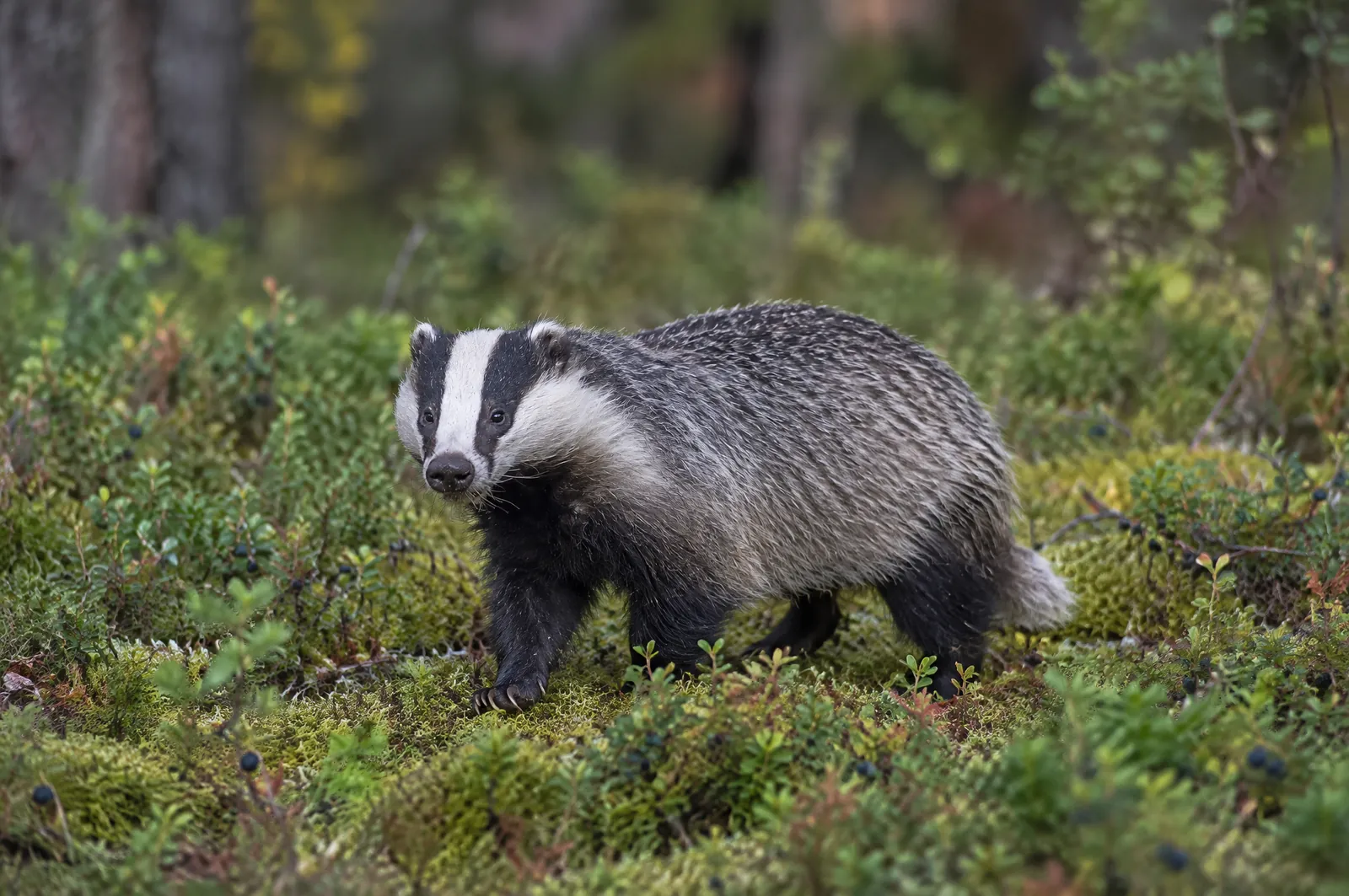 Grävling med svartvitrandigt huvud på mossig skogsmark med blåbärsris