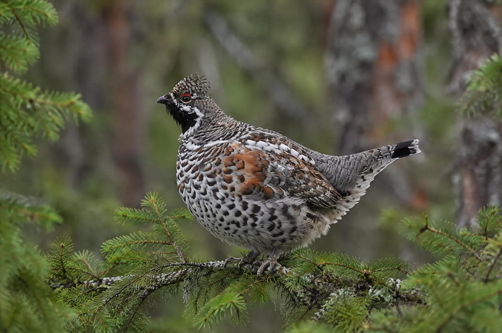 Järptupp med svart strupe och liten tofs på en grangren
