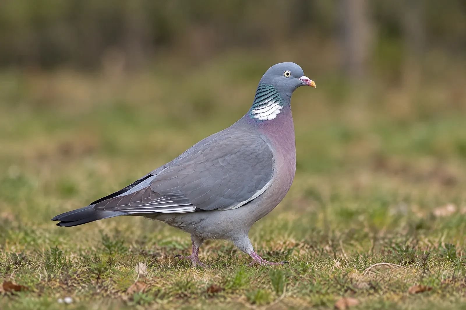Ringduva med vit halsfläck och vinrött bröst på en gräsmark