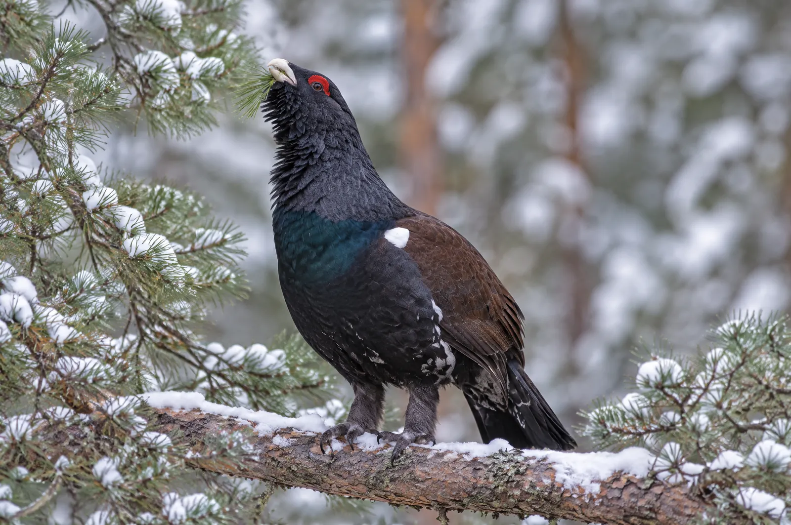 Tjädertupp med röd ögonkam och ljus näbb som äter tallbarr i en snöig tall