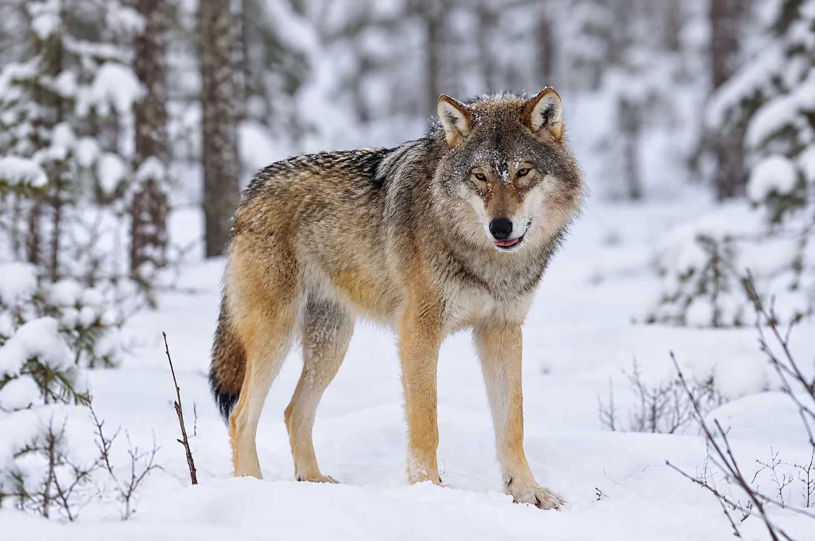Varg i vinterpäls med gulaktiga sidor och ben i en snöig tallskog